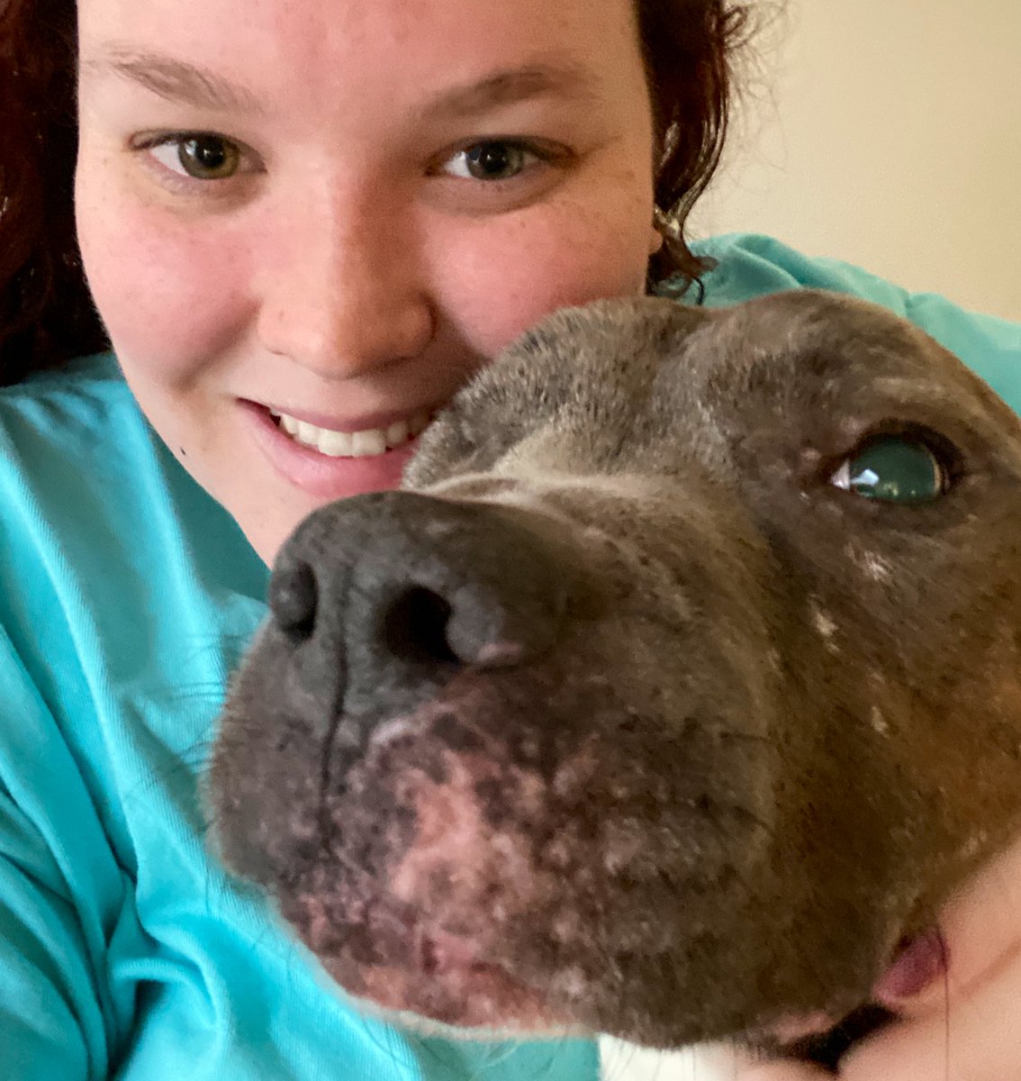 Ms_Murphy_207's tweet photo. My 2 pups aren’t selfie takers... but my foster boy is! Gideon is 9 years old and looking for a forever family to snuggle the days away with! #GFEPets #AdoptGideon @GreenwoodKISD https://t.co/1iNvFEbhnl