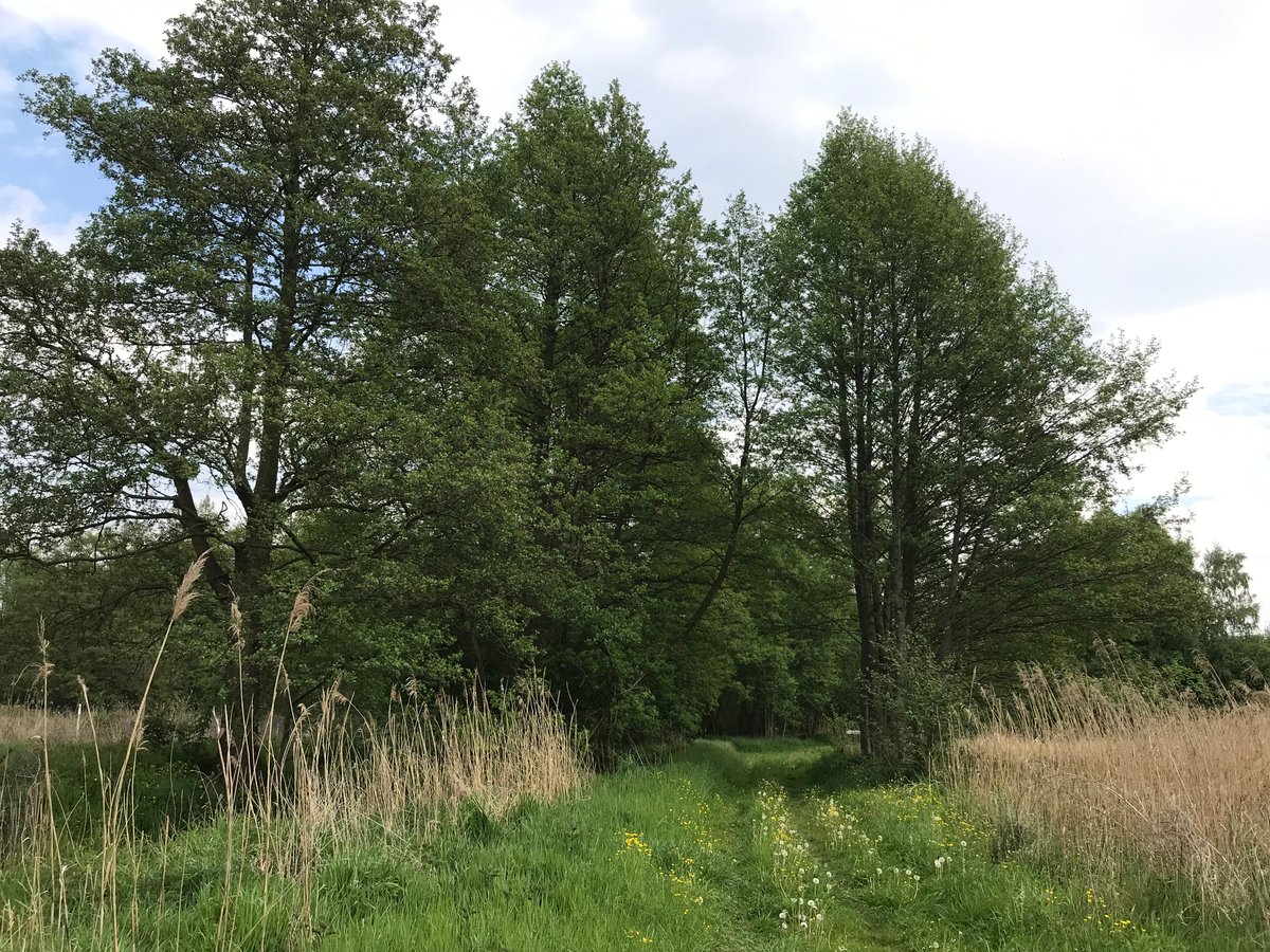 Uckermark_tmu's tweet photo. Im Zuge der Renaturierung des Sernitzmoor bei #Greiffenberg ist der Moorerlebnispfad Kavelwiesen entstanden. Die ca. 2 km lange Rundtour zeigt auf anschauliche und kindgerechte Weise die Aufgabe und die Wirkung eines Moores. #Uckermark https://t.co/ARsFcmLf6S
