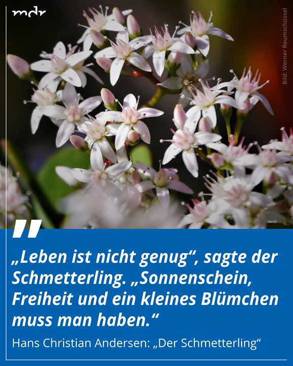 Diekleinemeerjungfrau