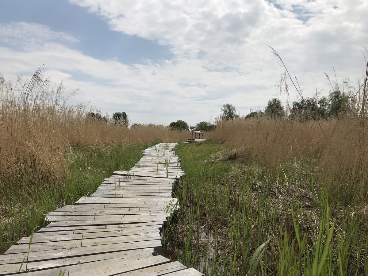 Uckermark_tmu's tweet photo. Im Zuge der Renaturierung des Sernitzmoor bei #Greiffenberg ist der Moorerlebnispfad Kavelwiesen entstanden. Die ca. 2 km lange Rundtour zeigt auf anschauliche und kindgerechte Weise die Aufgabe und die Wirkung eines Moores. #Uckermark https://t.co/ARsFcmLf6S