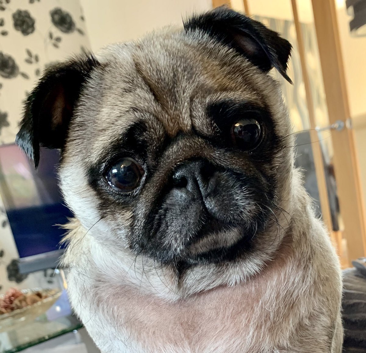 apugcalledpeggy's tweet photo. Good morning everybody how is lockdown going for you ? I hope it’s bringing you many snackies and snoozums ( and no nasty viruses ! ) #pugchat #puglife #puglove #pugsofinstagram #pugsoftwitter #pugs #COVID19 #lockdown #StayHome https://t.co/F8k1EKi6TM