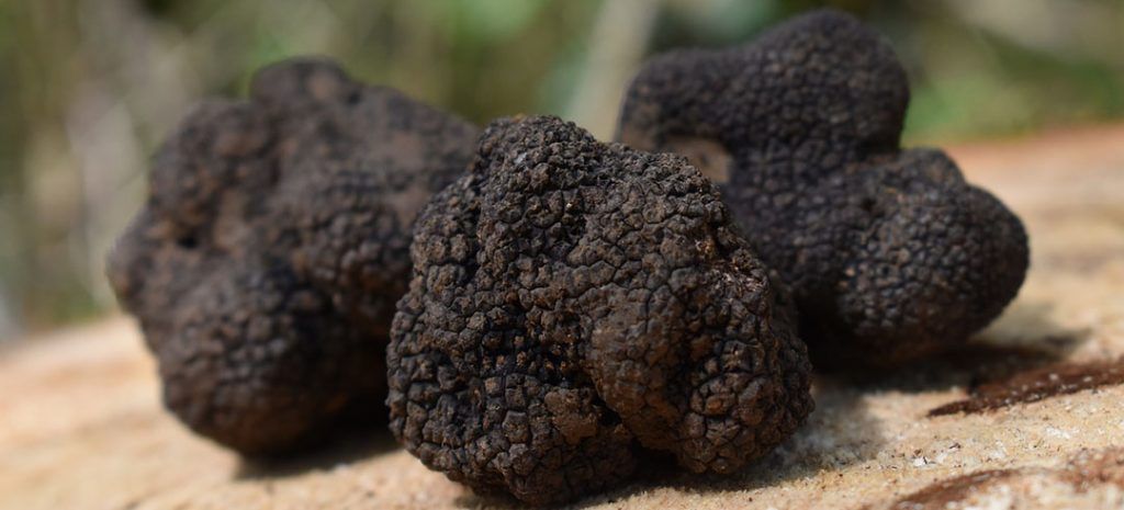 FrRecettes's tweet photo. La truffe en cuisine – Un diamant rare à valoriser https://t.co/YCWiUSonYb https://t.co/XCGvScETS4