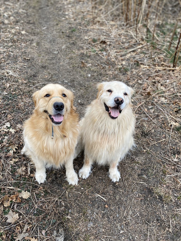 MrMcCluresClass's tweet photo. Pets Day! #VirtualSpiritWeek #pets #WMS https://t.co/PoyLzDbr1h