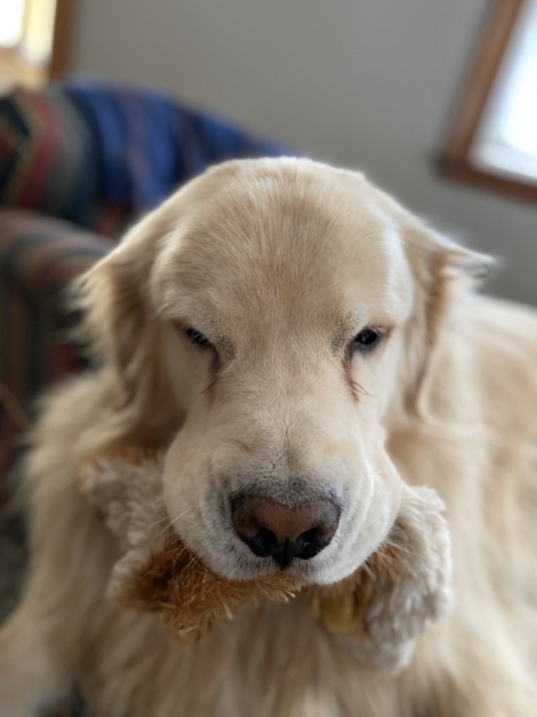 MrMcCluresClass's tweet photo. Pets Day! #VirtualSpiritWeek #pets #WMS https://t.co/PoyLzDbr1h