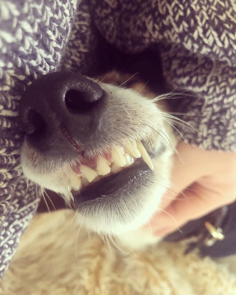 Just keep smiling 🐶 how cute is Elphi’s little smile whilst she naps? Elphi belongs to one of our equine vets and has a habit of showing off her pearly whites whilst snoozing! #sleepy #stayhealthy #dog #vets #smallanimalvets