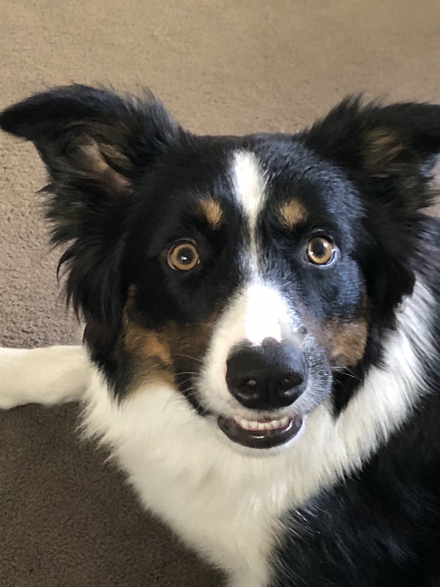 Trevor Humphreys tweet media