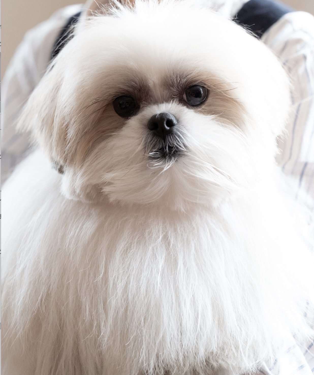 Brutus 在 Twitter 上 犬 特集 発売中 つぶらな瞳とミルクキャラメル色のふわっふわの毛並み とろけるような可愛さなこの子は ポメラニアン と シーズー のミックス犬 ポメシー のモコゾウ君 いまやsns界のアイドルワンコに Brutus 犬がいてよかった