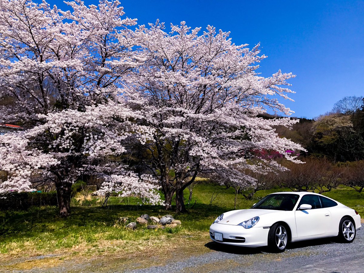 901_f50's tweet photo. 出会いと別れ。そして桜の季節ですね🌸
全部いい車でした🚗
#ポルシェはいいぞ https://t.co/N2MM7JjZmL