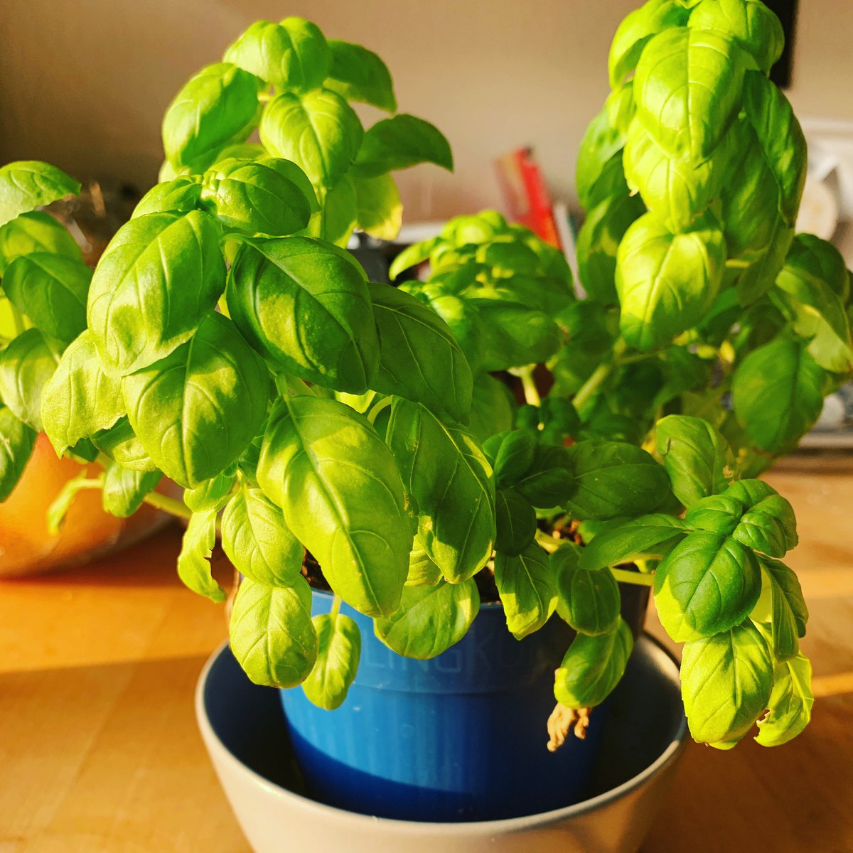 Susannurai's tweet photo. Quarantäne-Projekt 1: Supermarkt-Basilikum dazu kriegen, dass er nicht nur überlebt, sondern auch neue Blätter treibt. #homeoffice #coronatimes #dasunmöglichemöglichmachen #wettendass https://t.co/G8HM5sLU8k