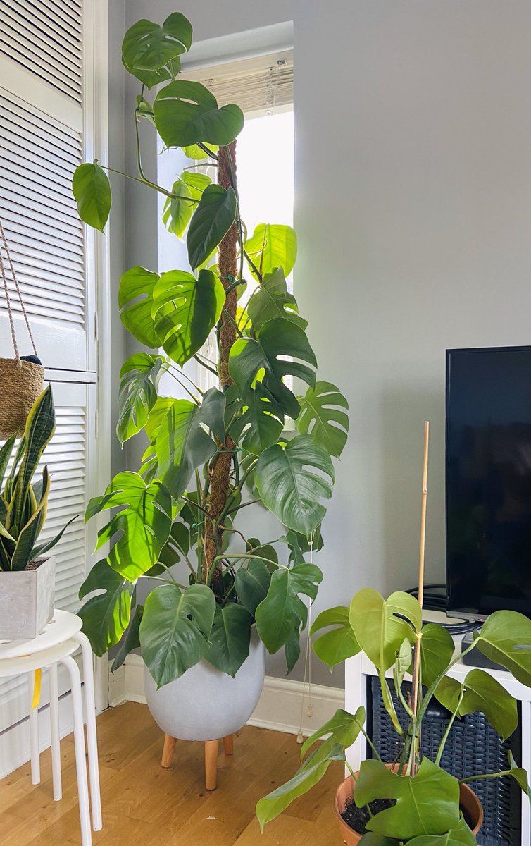 burgundy ficus plant Ficus Elastica Burgundy – Jungle & Loom main image 0