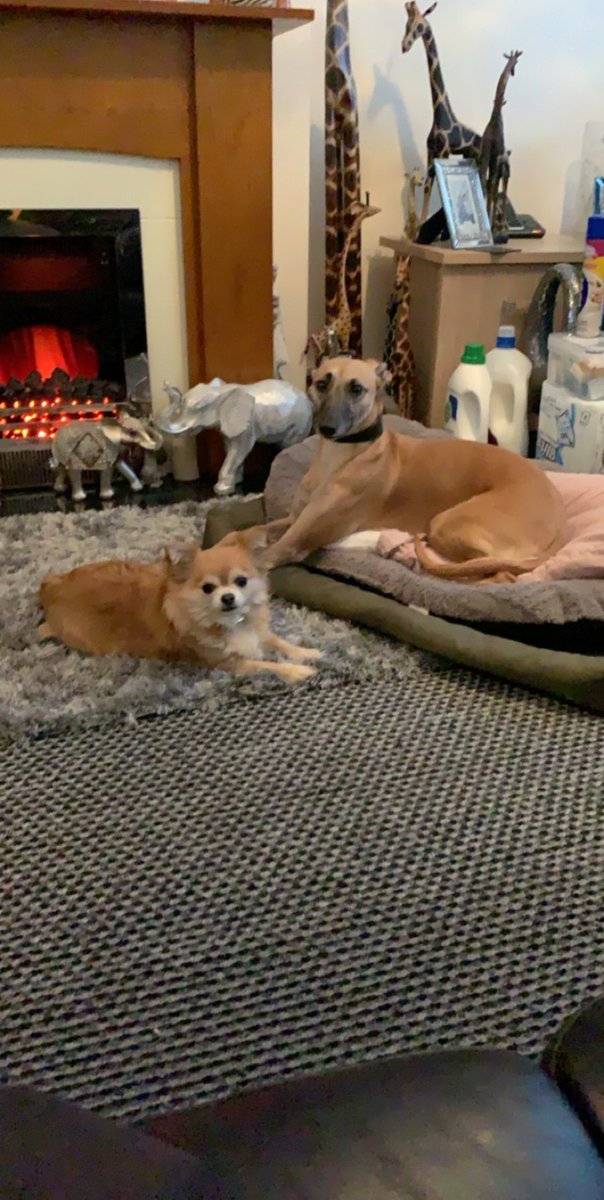 JosieWhippet's tweet photo. Yesterday me and my family were devastated to lose one of our members. Tilly my sister chihuahua was put to sleep after we discovered she had mouth cancer. I’m not leaving mums side as we need to stick together through this 💔💔 #riptilly we love and miss you https://t.co/Xf8wzb3RTy