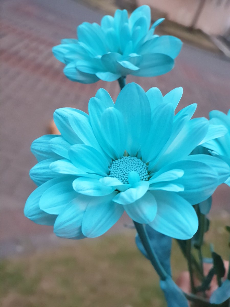 iffa suraiya haris on Twitter "Hasil latihan mewarna bunga