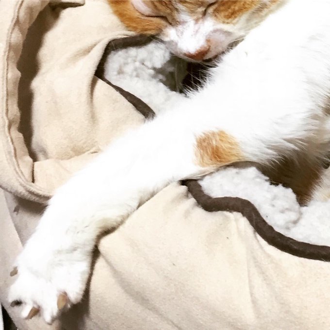 寝る猫のtwitterイラスト検索結果