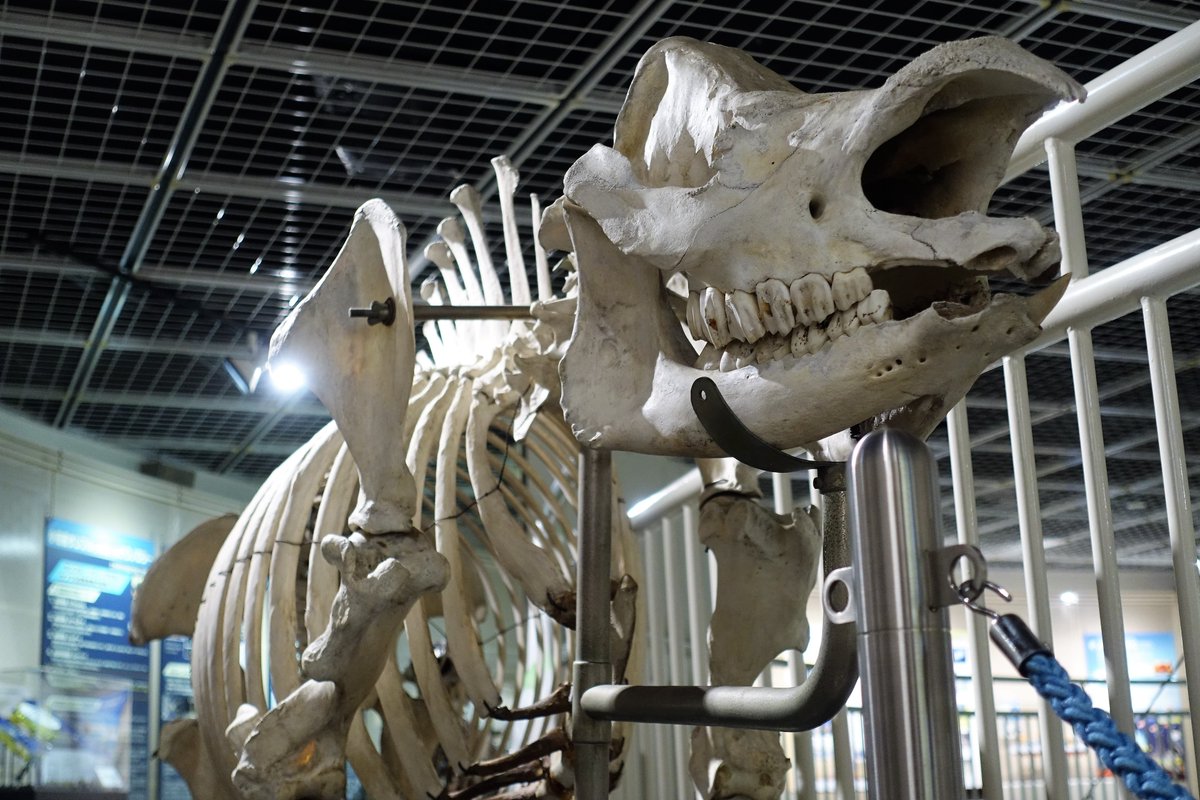 東北大学総合学術博物館 インドネシアのスマトラ島やボルネオ島に棲息し絶滅が危惧されている スマトラサイ Dicerorhinus Sumatrensis の全身骨格標本です 現生の5種のうち最も小型で 原始的な種と考えられています 犀 サイ の漢字は 尾 牛 から