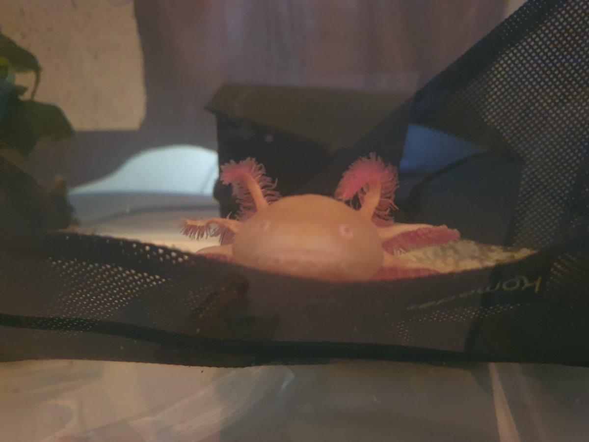 Staffs Uni Microplastic Research Group tweet media