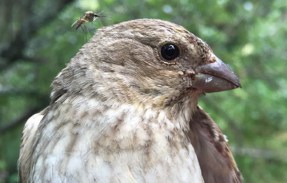 Heidi Björklund 🌻 tweet media