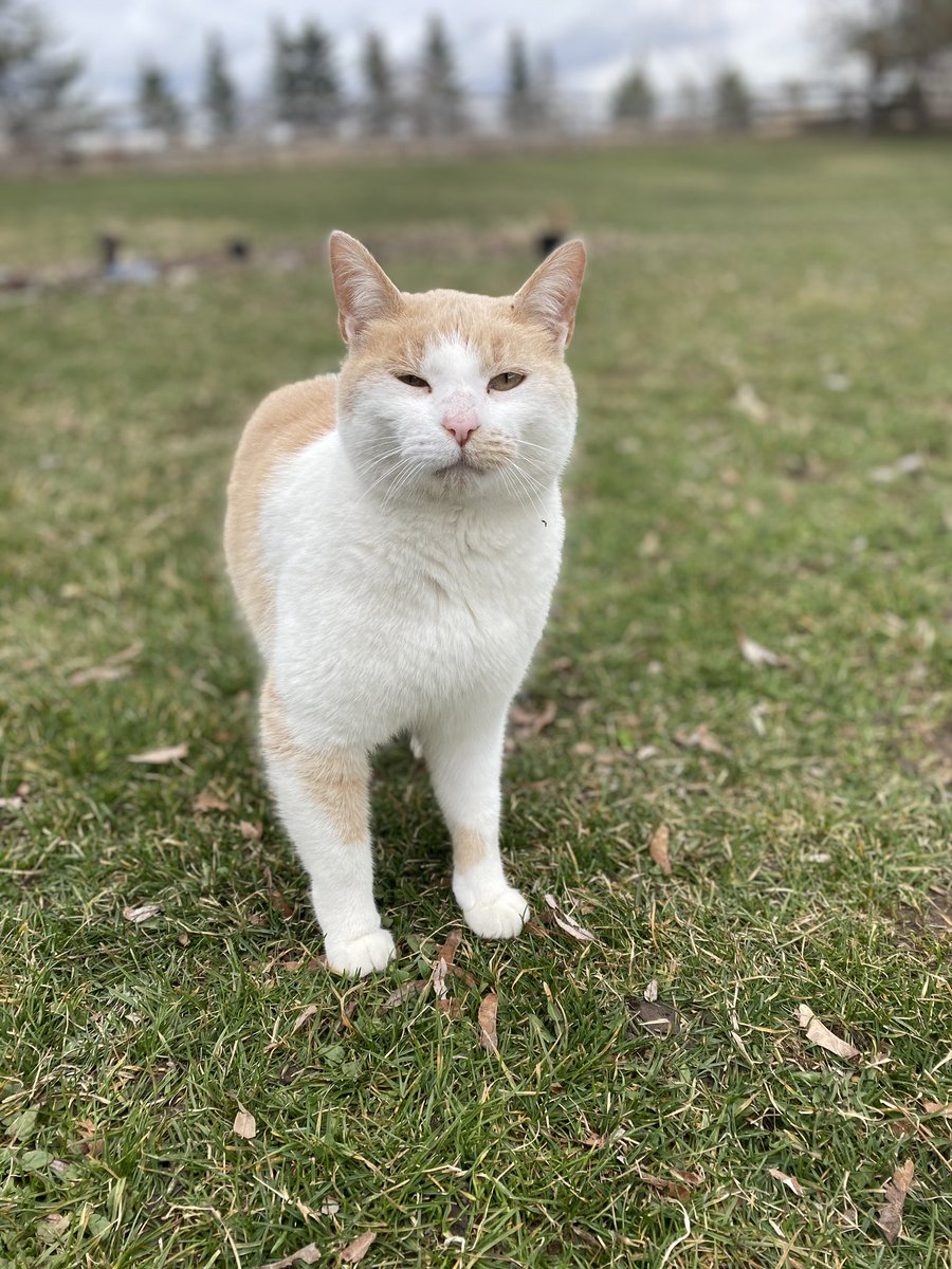 illcomm_'s tweet photo. MR KITTY #neighborcat https://t.co/T1RBi3ZOaw