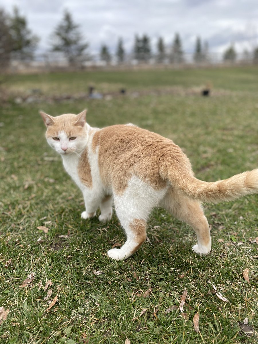 illcomm_'s tweet photo. MR KITTY #neighborcat https://t.co/T1RBi3ZOaw
