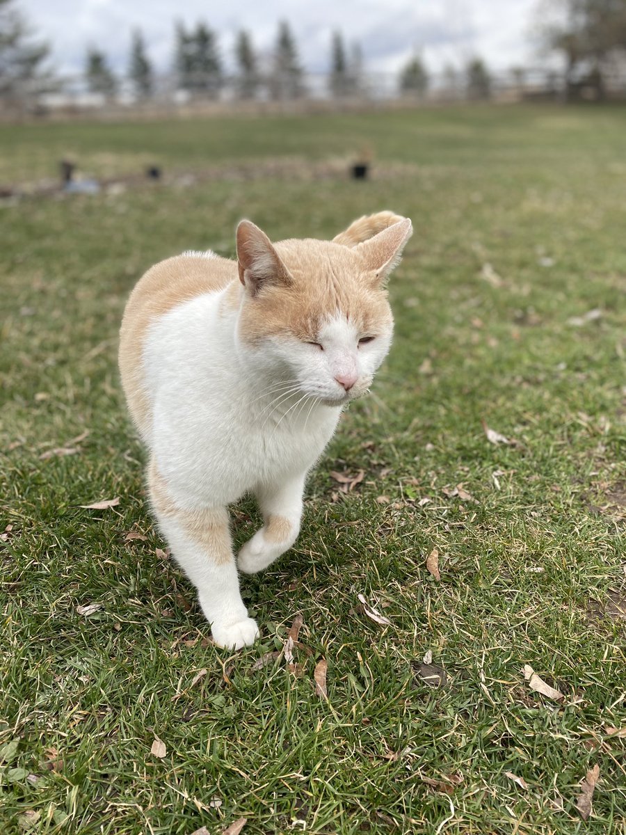 illcomm_'s tweet photo. MR KITTY #neighborcat https://t.co/T1RBi3ZOaw
