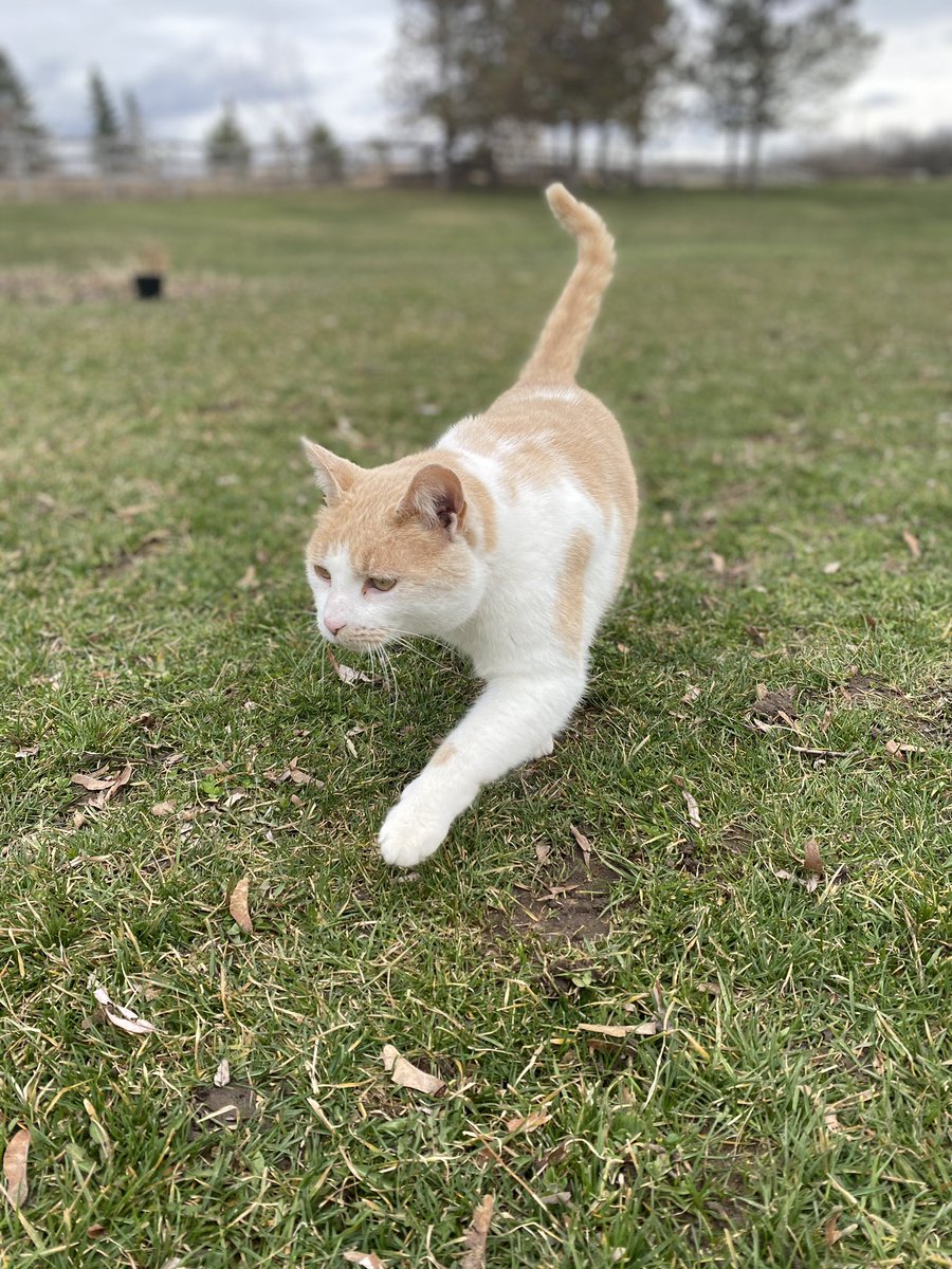 illcomm_'s tweet photo. MR KITTY #neighborcat https://t.co/T1RBi3ZOaw