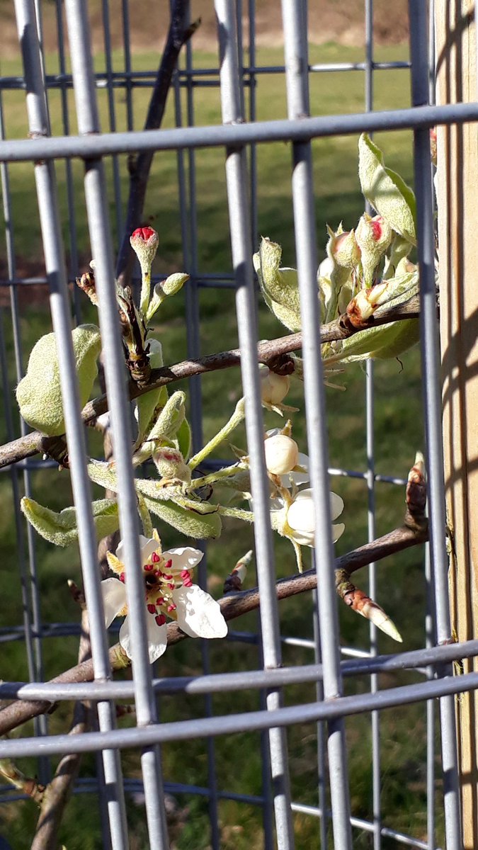 fruitnutvillage's tweet photo. #LifeBehindBars at #BroadMeadowOrchard. It's April! #TenAcres #Stirchley https://t.co/ev55BItogK
