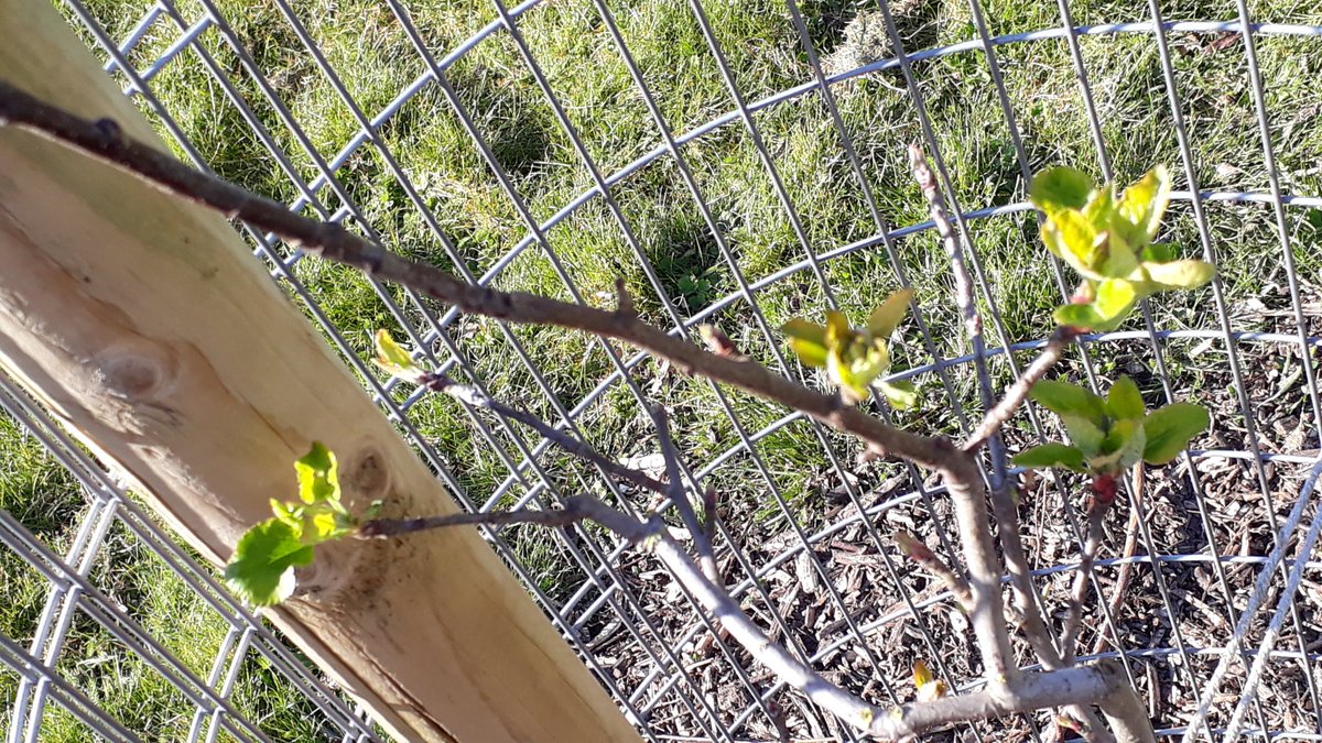 fruitnutvillage's tweet photo. #LifeBehindBars at #BroadMeadowOrchard. It's April! #TenAcres #Stirchley https://t.co/ev55BItogK