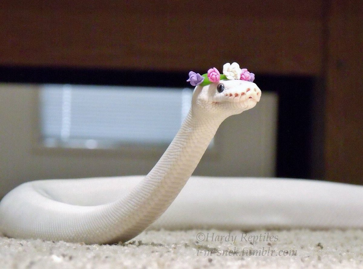 Yeollie_CYoda's tweet photo. 【 ℂ𝕦𝕕𝕕𝕝𝕖𝕤 𝕥𝕠 𝟙𝟠+ 】

Little snake hybrid Baekhyun wanted some thing to warm him up in the cold raining night, so he went to his roommate’s bed who provided the warmth he needed. 

It was fine until he felt an erection near his ass. https://t.co/X3F8mEFdGd