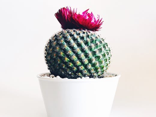 A cactus with a pink haircut