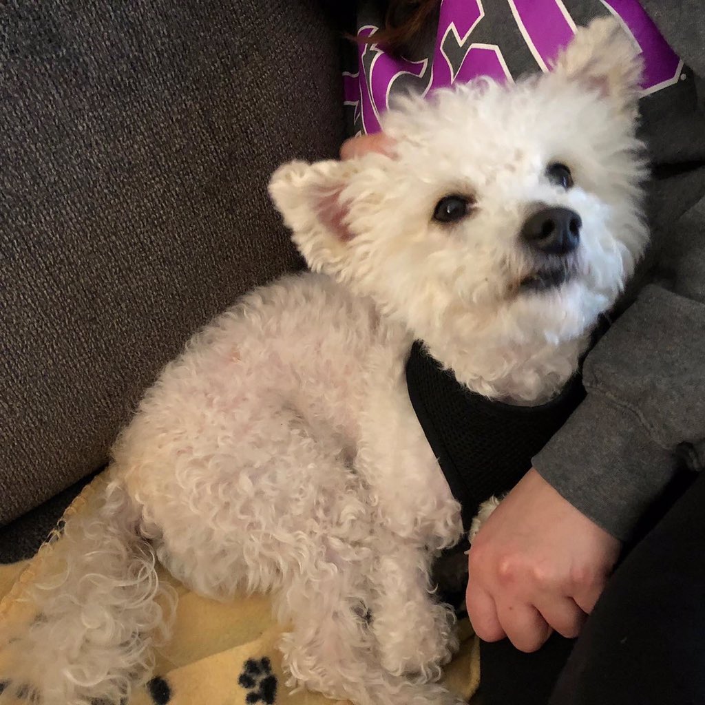 matharguello's tweet photo. My fur baby ❤️ #AdoptDontShop #dogsoftwitter #quarantinebuddy https://t.co/be5W1IM588