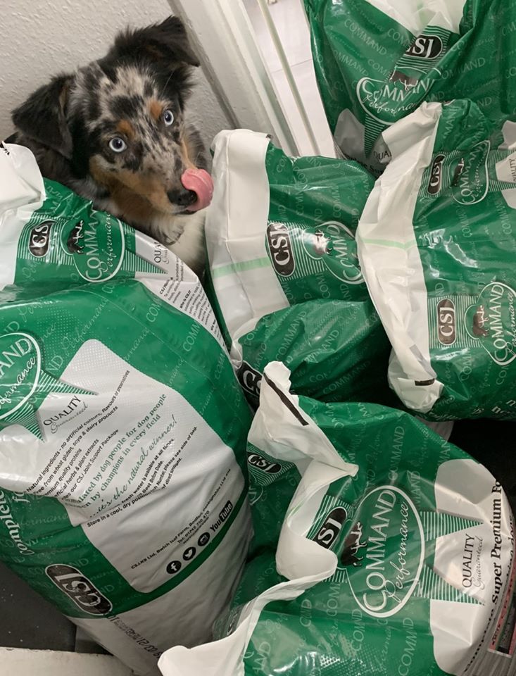 canis major necklace