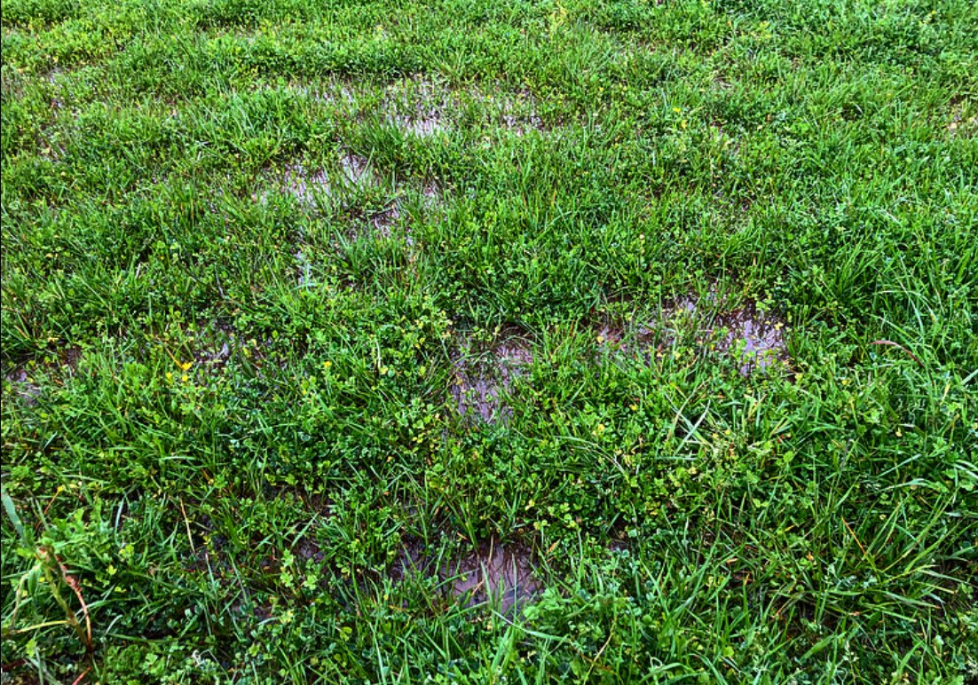 FrontierOrganic's tweet photo. Still have some standing water but we are perfecting our #soilhealth
.
.
.
#organicmatter #organicfarming #microbes #microbesmatter #healthysoil #organicfarm #organic #soilmicrobes #waterinfiltration #buildingsoilhealth #soilmicrobes #organicfarmer #arkansasfarming #deltaorganic https://t.co/w2HwE20uia