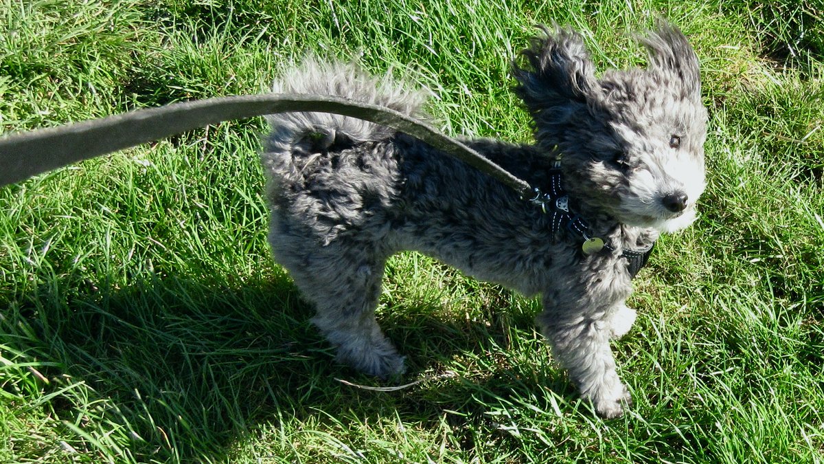 Blowing a gale in North Yorkshire.
Here's a windswept dog I prepared earlier.