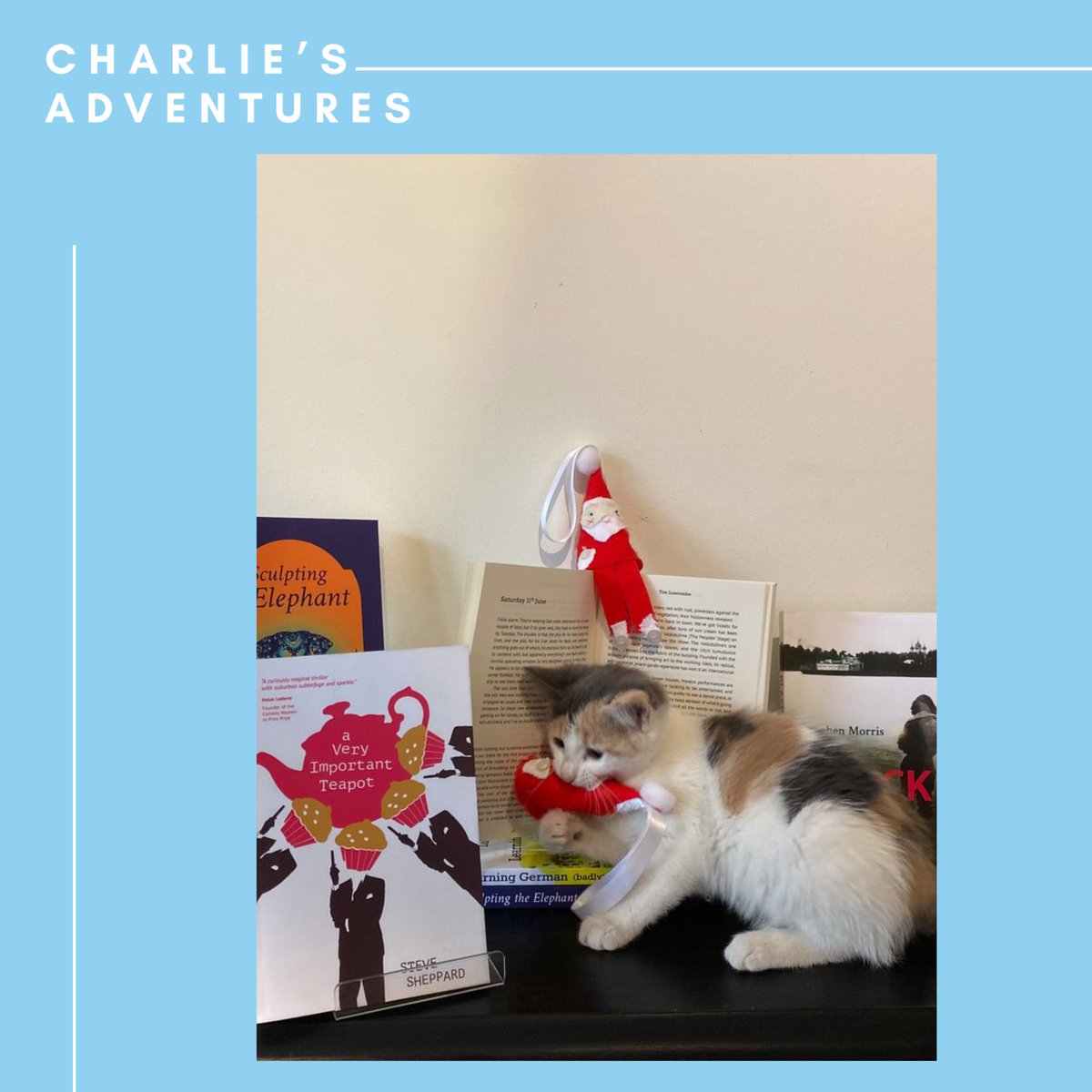 For this week’s edition of #CharliesAdventures we thought we’d throw it back a bit to a merry time over the Christmas period 💫 #CatsinPublishing #CatsOfTwitter #CatsOfTheQuarantine #ThrowbackTuesday
