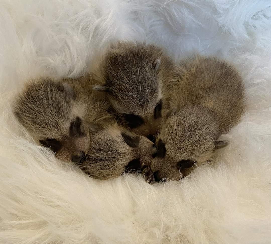 These one week old baby raccoons were found by a shed, out in the open, crying out for their mother. The finder waited all day to see if mom would return for them but she did not. Babies this young can not go very long without mom & can not maintain their body heat on their own..