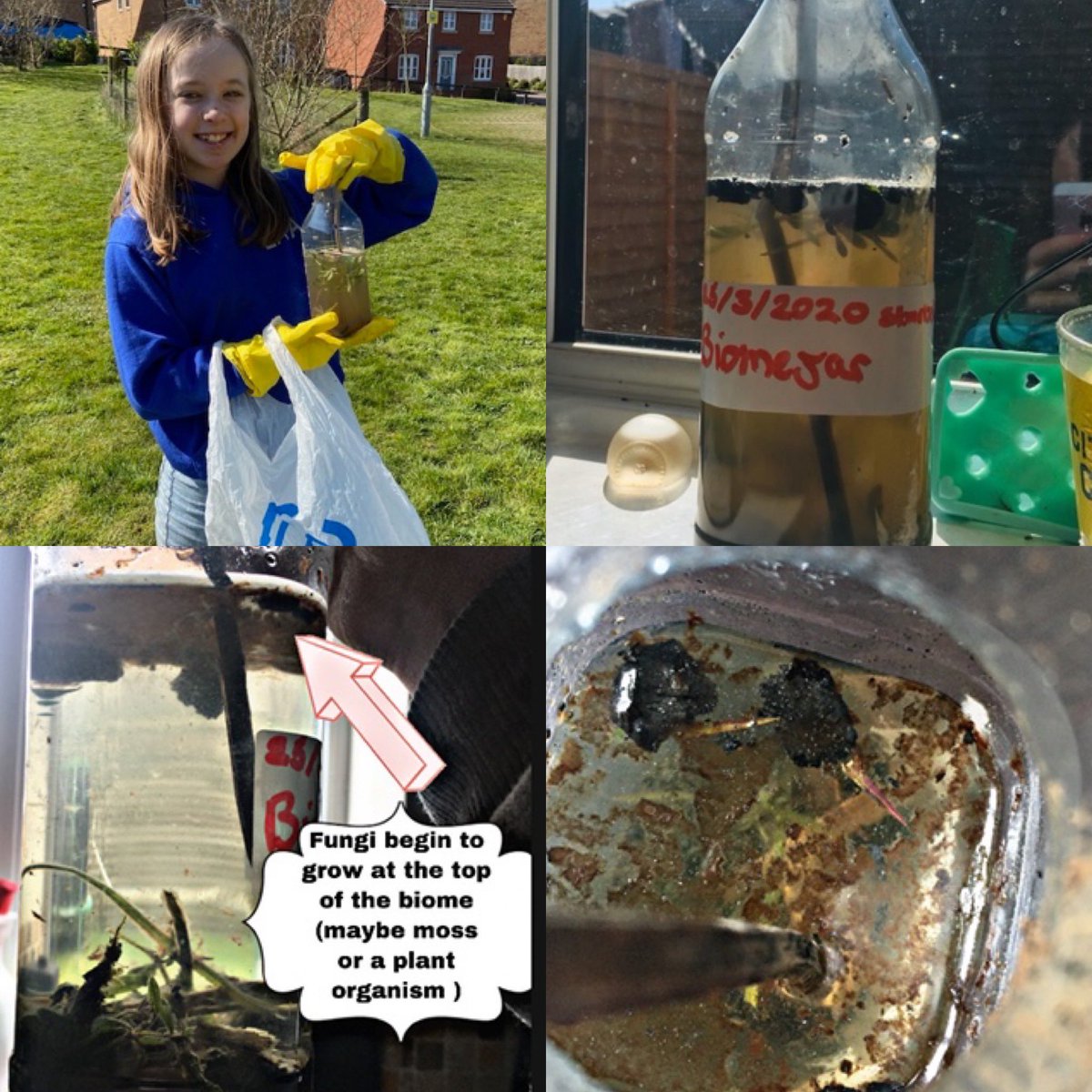 Rodillian_Sci's tweet photo. Mia’s homemade biome has some interesting looking fungus growing! Fantastic idea for a project Mia.
#rodillian #science
#everyonelovesafungiataparty https://t.co/QzcW7nkIUi