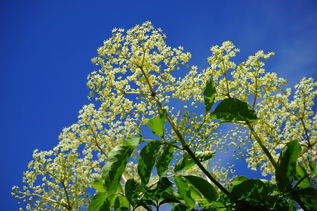 LMBotanique's tweet photo. ELDERFLOWER - BOOST YOUR IMMUNE SYSTEM #ProtectYourselfAgainstCovid19
Elderflower is known for its high antioxidant content and Vitamin C which is great for boosting the immune system. 

Nature has always had all the answers. 
https://t.co/8VIu2vpbC2 https://t.co/FpAOtPBLFq