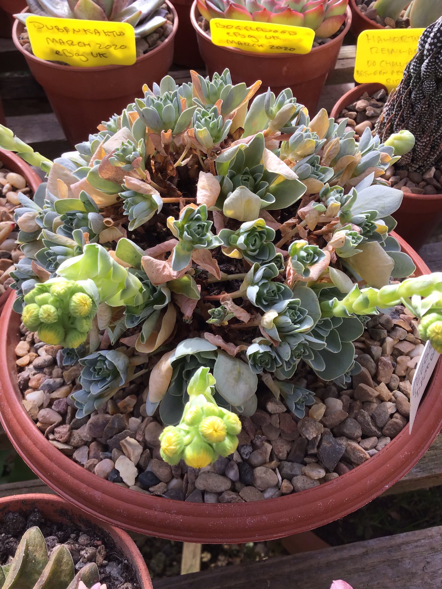 British Cactus and Succulent Society on Twitter "Looking considerably less glamorous than she