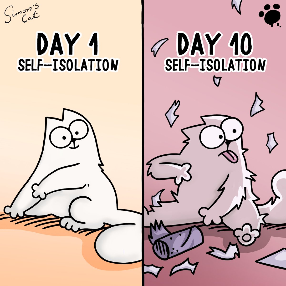 Simon's Cat 🐾 tweet media