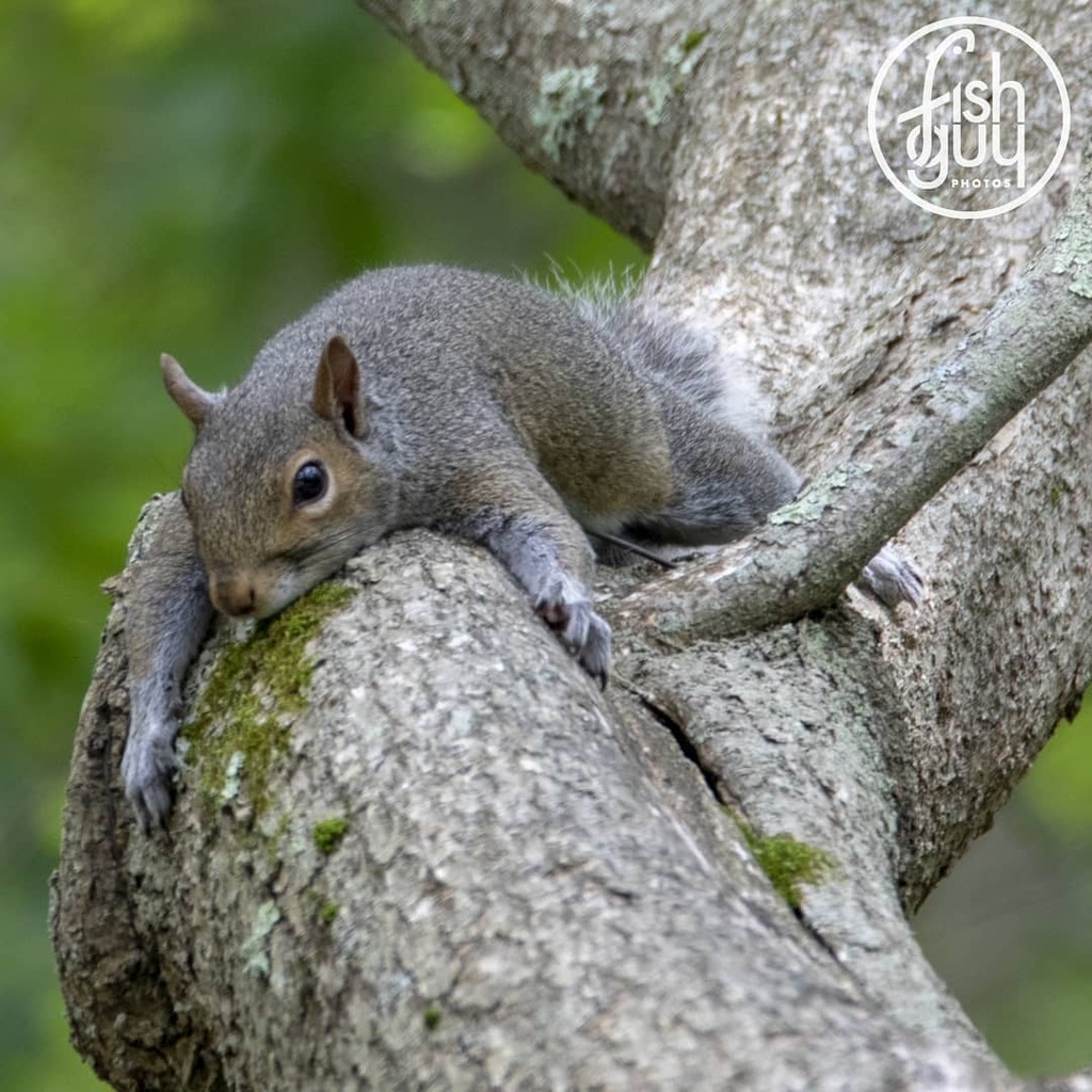 fishguyphotos's tweet photo. Even the squirrels are bored!
#backyardwildlife
.
.
.
#squirrel #bushytail #bored #backyard #backyardexploration #wildlife #stayhome #stayhealthy #fishguyphotos https://t.co/sDvxH6OhOi https://t.co/LWoumLWBqU