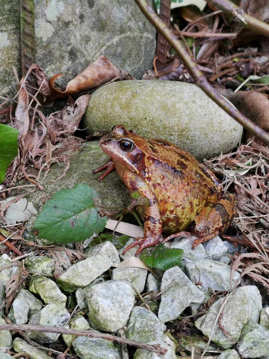 StaceyB_RVN's tweet photo. @durhamwildlife #durhamwildlife we had a hoppy visitor when clearing the garden, a nest builder and a not so welcome visitor who remains uncaught https://t.co/2gC8gAlMRj