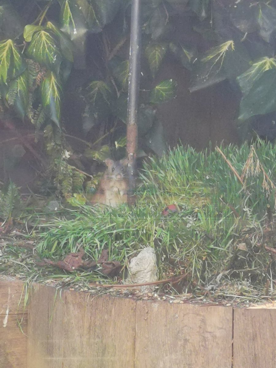 StaceyB_RVN's tweet photo. @durhamwildlife #durhamwildlife we had a hoppy visitor when clearing the garden, a nest builder and a not so welcome visitor who remains uncaught https://t.co/2gC8gAlMRj