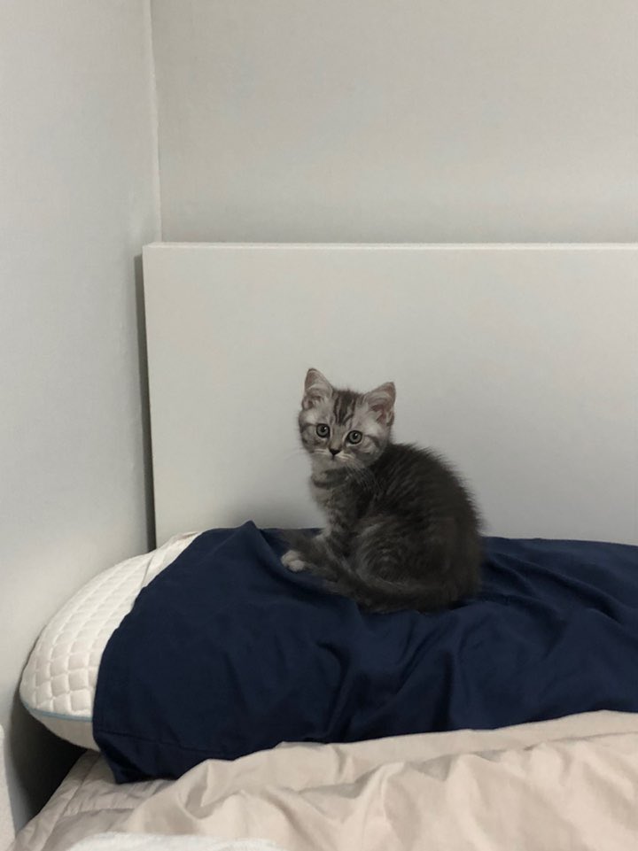 BrendanValdes's tweet photo. We got a cat! https://t.co/3gRKsK9gcJ
