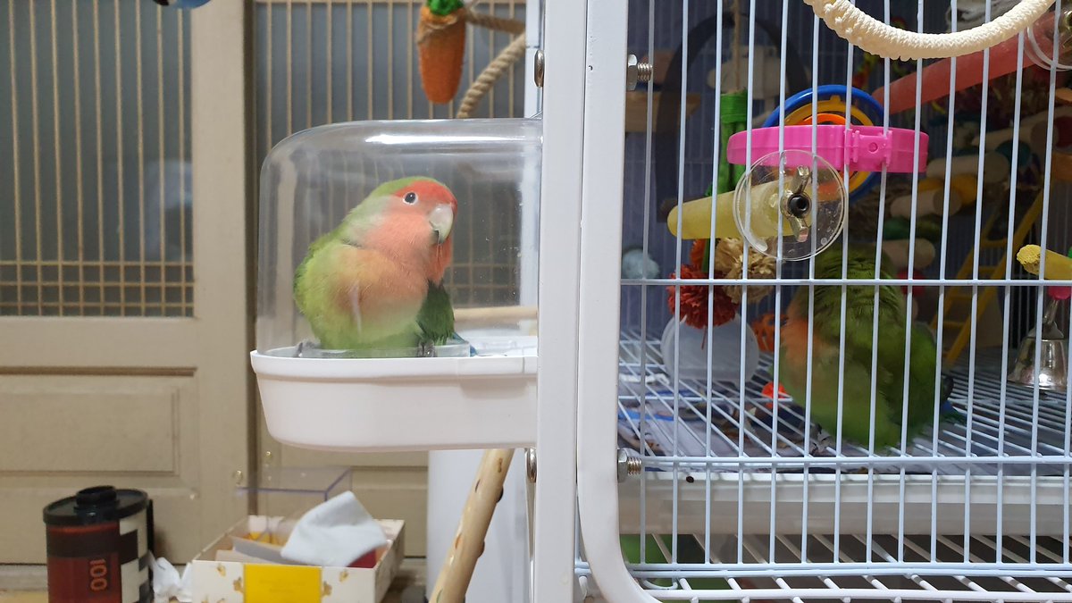 2020.04.02
쫑이 외부모이통 차지하고 앉은 알옹, 쫑이가 오니 못나가고 있지만 한껏 소낭을 내세워 허세를 부려보는데요😎🍿