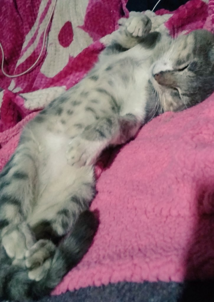 Evy_Bsb's tweet photo. Tan preciosos. Pericote y Jejung ♡♡ mis gatitos https://t.co/j8pnkYjjXo