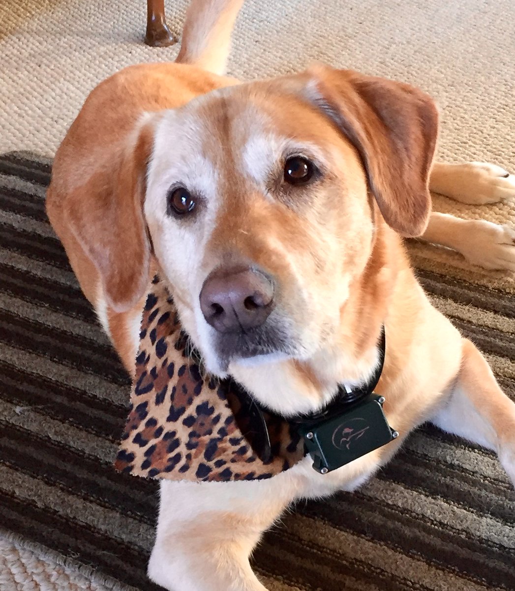 IkeSDNB's tweet photo. Today is "Show us your pet" day of #ikevirtualspiritweek and Ms. Gentile shared this adorable photo of her dog, Cooke. Join in the fun and tag us! https://t.co/E8kpHb9Epd