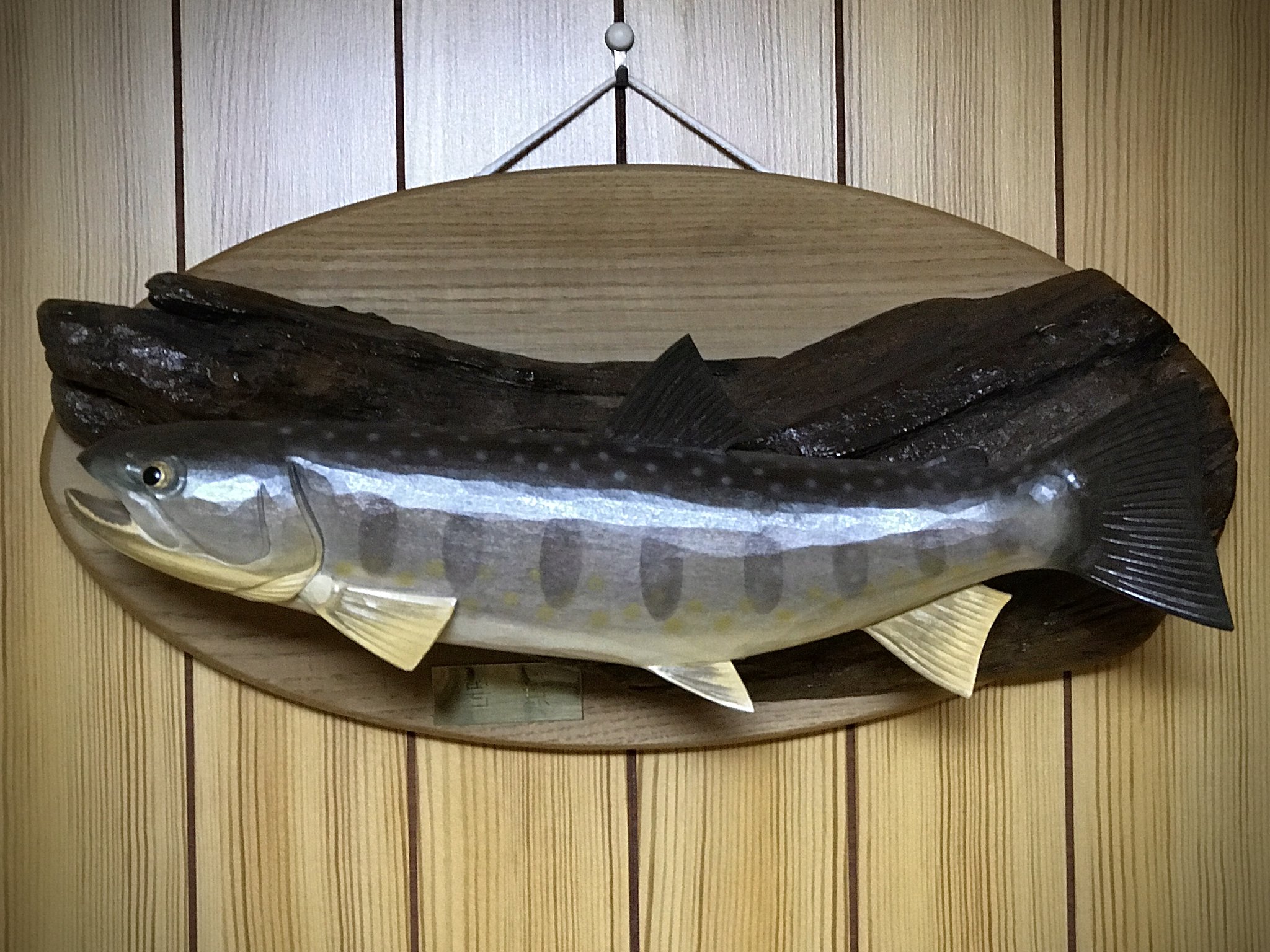 T-CRAFT 中村俊幸氏作 虹鱒木彫 北海道釧路発】T-CRAFT 中村俊幸氏 イトウ フィッシュカービング