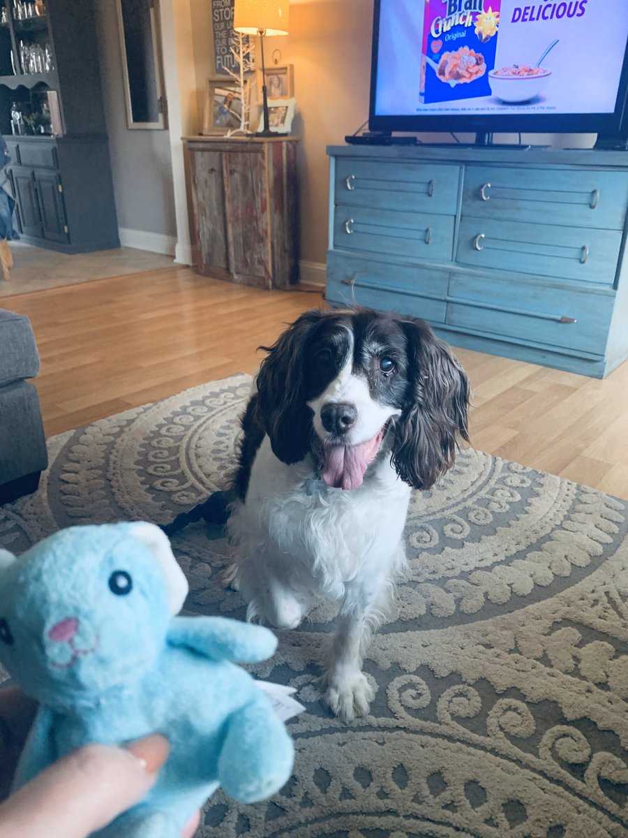 JessicaSigrid's tweet photo. In better news...I have no idea where this little blue bunny came from. My 13-year old Springer Spaniel walked in to the living room with it 2 days ago. And now it’s her favorite. ❤️ #spreadpositivity #springerspaniel #rescuedog #StayHome https://t.co/oYAm9JB0GE