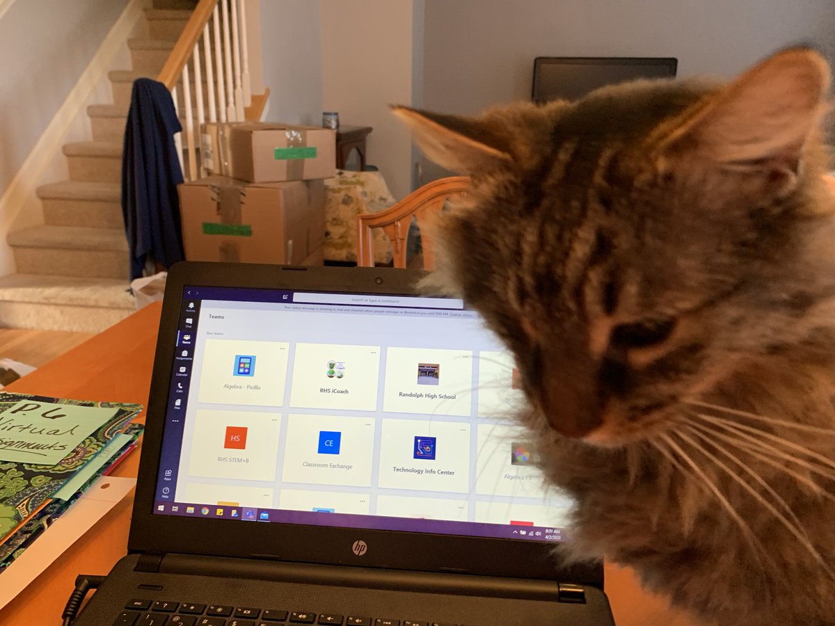 MrsPicilloRHS's tweet photo. Nemo is starting early with his “help”...he wants to know where the Kitty Cat Team is!!!  #teachingfromhome #mycatwantstohelp #TeamsforFelines https://t.co/qjNe42mSXE