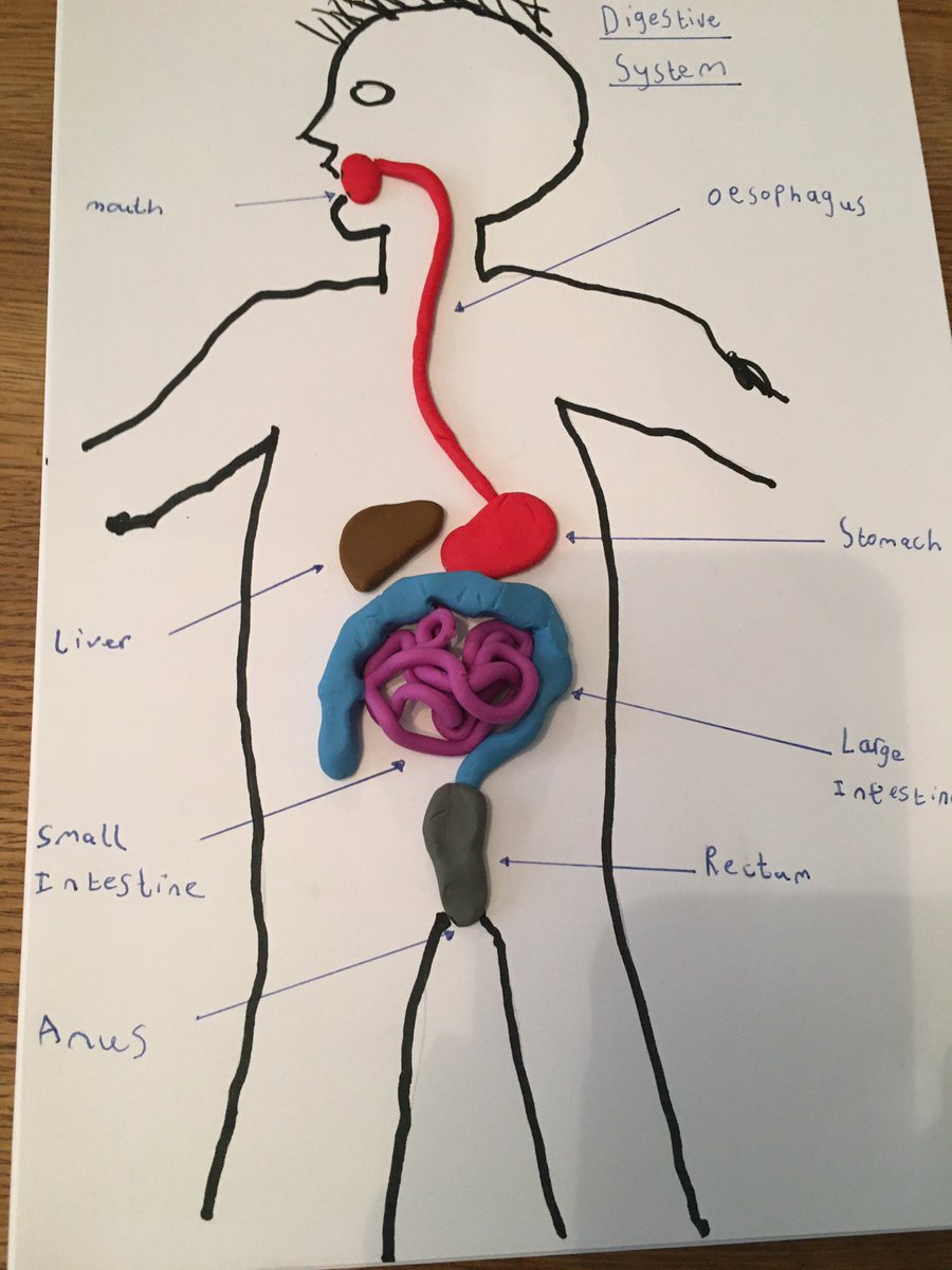 clarepower11's tweet photo. @GorseyY4 Isaac made his digestive system out of plasticine https://t.co/0HdRIWteVx