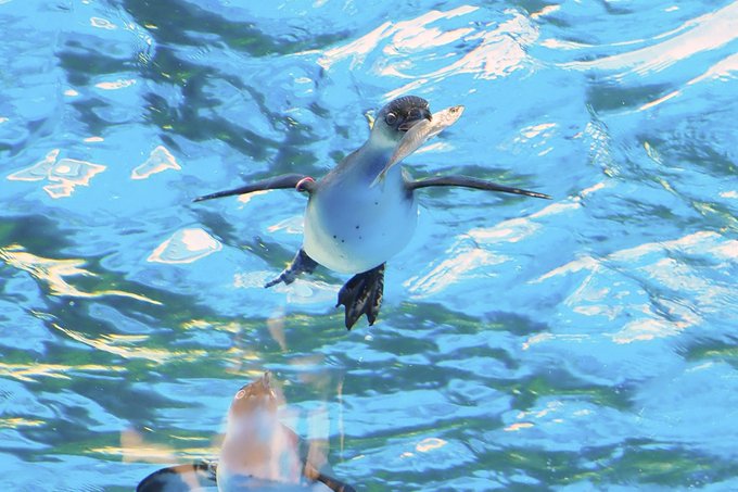 サンシャイン水族館のtwitterイラスト検索結果 古い順